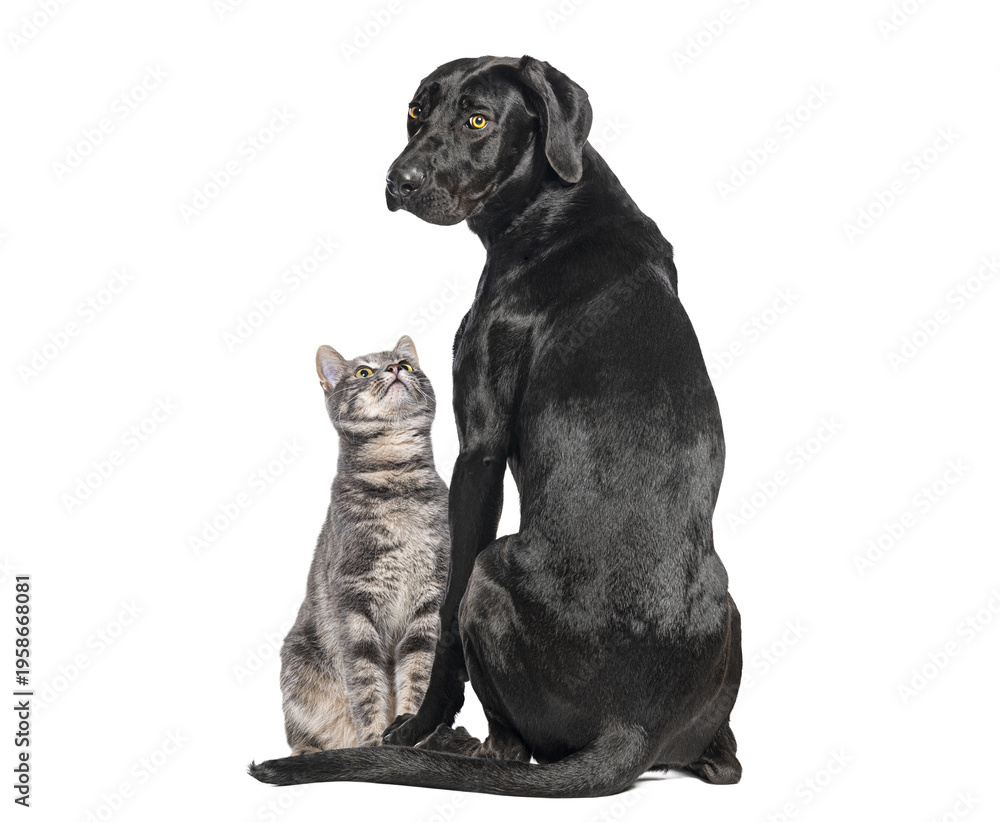Obraz premium Dog and cat sitting together demonstrating animal friendship