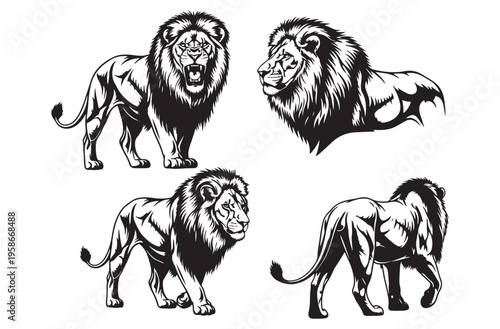 African lion set featuring roaring king of jungle walking male lion profile view and standing majestic feline for zoo branding conservation posters and wildlife education projects