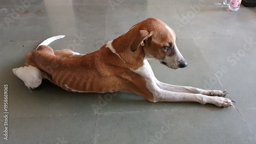 Weak stray dog lying stretched on floor showing dehydration condition