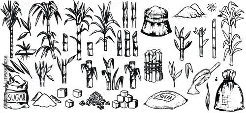 sugar cane vintage sketch vector Sugar cane plant, stem bunch, stalk and leaves, sweet spice cube and powder ingredient