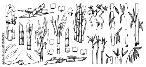 sugar cane vintage sketch vector Sugar cane plant, stem bunch, stalk and leaves, sweet spice cube and powder ingredient