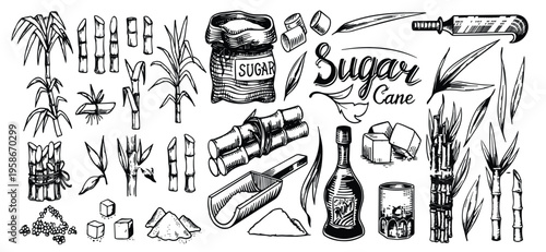 sugar cane vintage sketch vector Sugar cane plant, stem bunch, stalk and leaves, sweet spice cube and powder ingredient