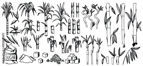 sugar cane vintage sketch vector Sugar cane plant, stem bunch, stalk and leaves, sweet spice cube and powder ingredient