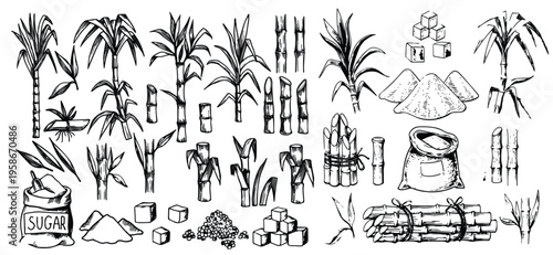 sugar cane vintage sketch vector Sugar cane plant, stem bunch, stalk and leaves, sweet spice cube and powder ingredient