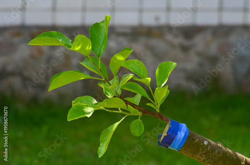 Photos Plum grafting. The scion grew to this size in four months