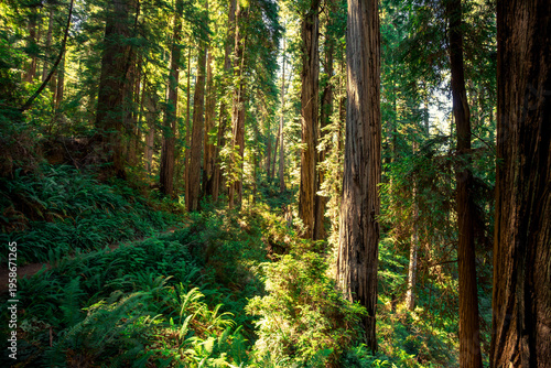 Afternoon Light Glow, James Irvine Trail Redwoods, Prairie Creek Redwoods State Park, California