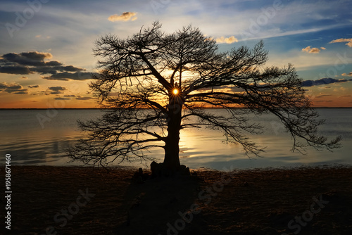Sun setting behind a tree on Currituck Sound