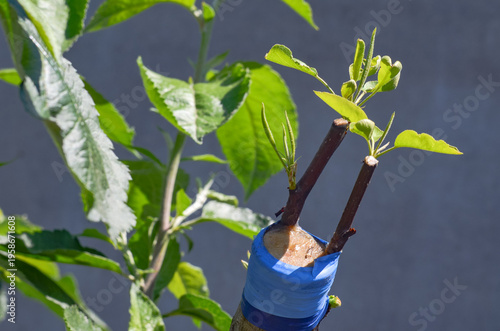 Grafting a scion of a different pear variety onto an old pear tree