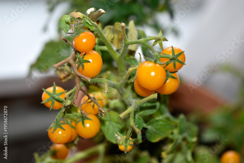 Homemade tomatoes on the windowsill. Cherry tomatoes. Yellow and green small tomato fruits.