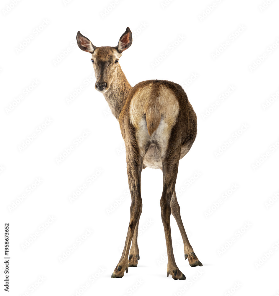 Fototapeta premium Female red deer looking back on transparent background