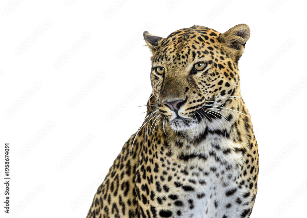 Fototapeta premium Leopard looking right with transparent background