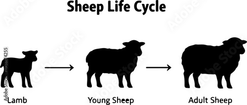 Sheep Life Cycle Diagram Showing Lamb Juvenile And Adult Stages Educational Farm Animal Illustration
