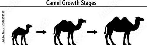 Camel Growth Stages Diagram Showing Calf Juvenile And Adult Phases Educational Desert Animal Illustration