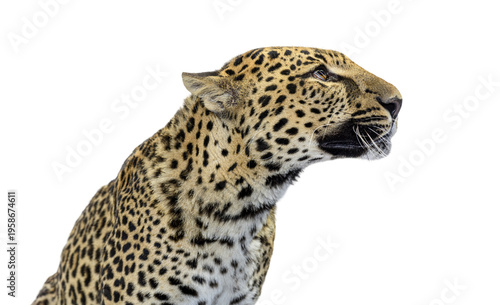 Leopard head looking right with transparent background