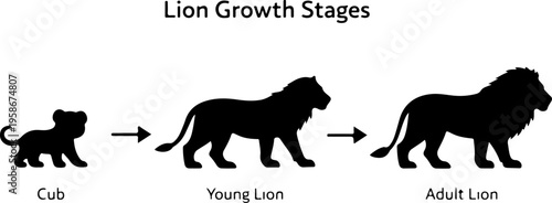 Obraz na płótnie Lion Growth Stages Silhouette Cub Young Adult Lion Life Cycle Vector Illustratio