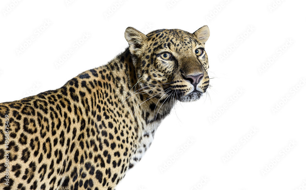 Fototapeta premium Leopard head and body looking sideways, transparent background