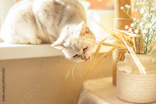 Tableau sur toile The cat is sitting on the windowsill and gnawing on ears of corn.