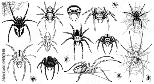 Variety pack of different spider species and webs presented as sketches.