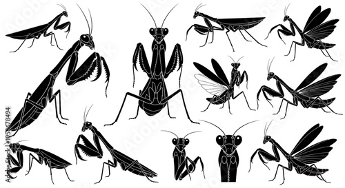 Collection of praying mantis insect poses showing different anatomical.