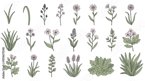 Diverse set of botanical illustrations featuring field flowers, herbs, and leafy plants in a hand-drawn style.