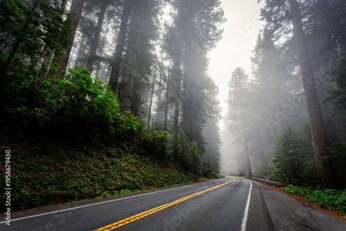 Foggy Highway through the Redwoods, Redwoods State and National Parks, California