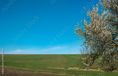 tree branches covered with white flowers, against a green fields and sky