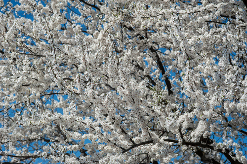 cherry (Prunus) or cherry plum (Prunus cerasifera), dense, thick blossoms on ...