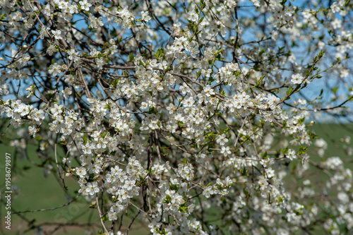 Cherry or plum thick blossom, close-up, against a blurred blue sky and field