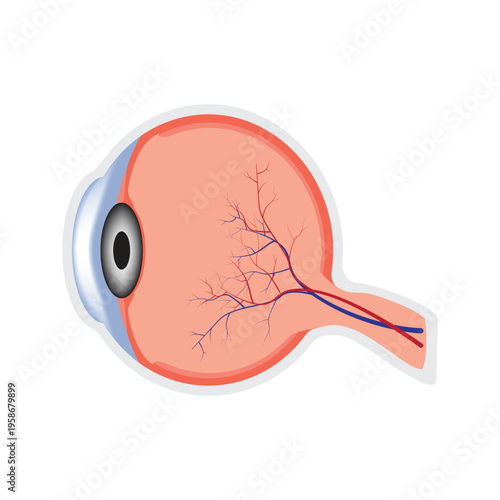 Human Eye Anatomy Cross Section Medical Illustration Showing Eyeball, Retina and Optic Nerve.