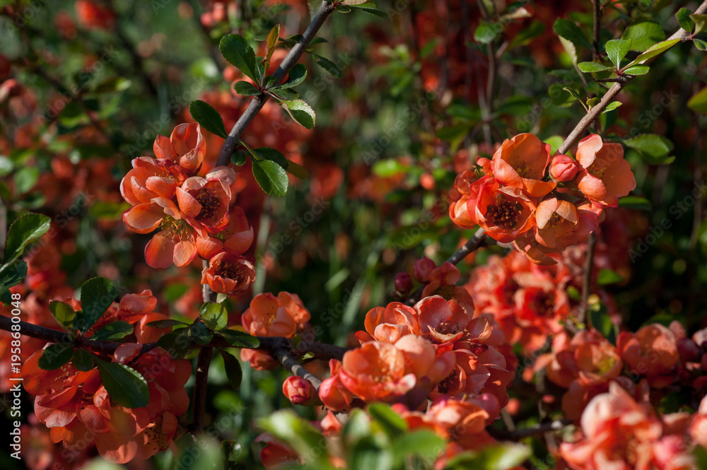 Fototapeta premium Densely flowering Japanese quince (Chaenomeles japonica), close-up of flowers brightly blooming