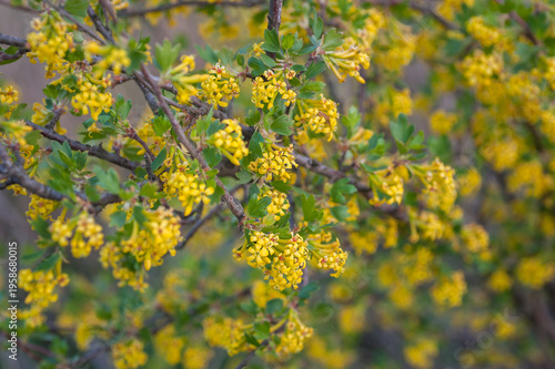 golden currant Ribes aureum, a shrub, close up of yellow flowers in spring