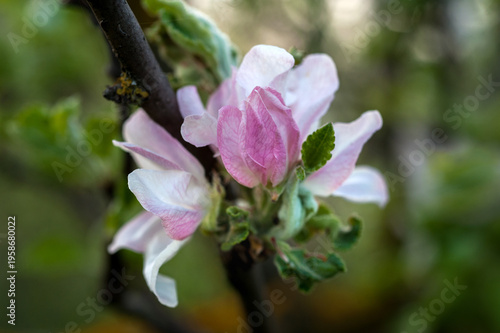 Apple blossoms pinkish white, close-up, against a blurred background