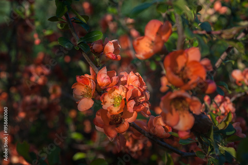 Japanese quince, Chaenomeles japonica, close-up of orange flowers on a branch