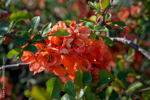 Japanese quince (Chaenomeles japonica), close-up of flowers on a branch