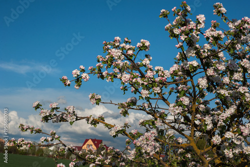 Apple tree branches covered with white and pink flowers, against sky, field a...