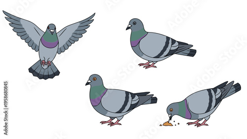 Set of four realistic pigeons shown in different natural actions like flying, standing, and pecking at grain on the ground.