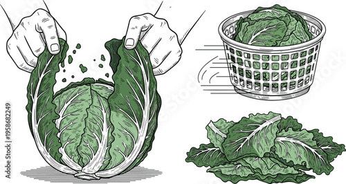 Preparing Fresh Lettuce and Leafy Greens Vector Illustration Set Featuring Hands Tearing Leaves and Salad Spinner For Kitchen Cooking Isolated on White Background
