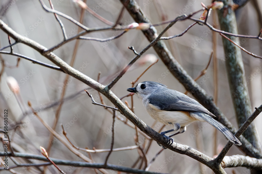 Obraz premium Tufted titmouse perched on a bare tree branch in soft natural light