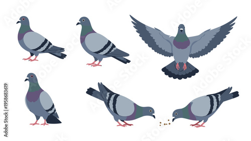 Set of pigeons illustrating common behaviors like landing with spread wings and pecking at seeds for urban wildlife and nature themes.