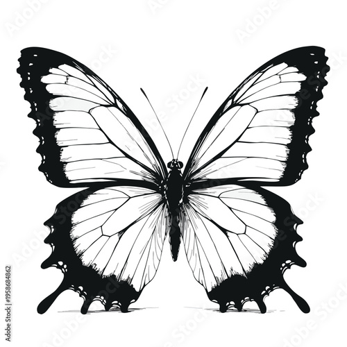 black butterfly close up art