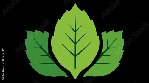 Three fresh green leaves graphic illustration on black. Stylized plant foliage vector, natural organic growth symbol icon design.