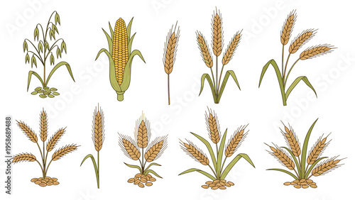 Detailed botanical illustrations of ten different cereal grain plants such as wheat, oats, barley, and a single corn cob with leaves.
