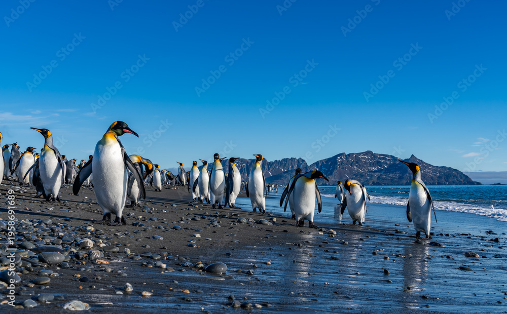 Obraz premium The King Penguin Colony at Salisbury Plain, South Georgia