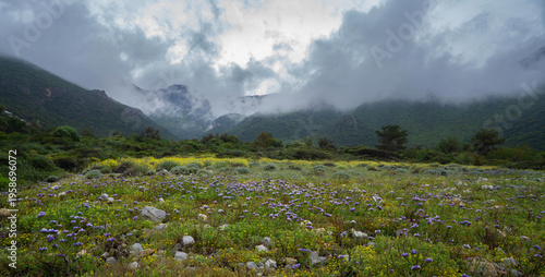 Misty Mountain Meadow with Wildflowers