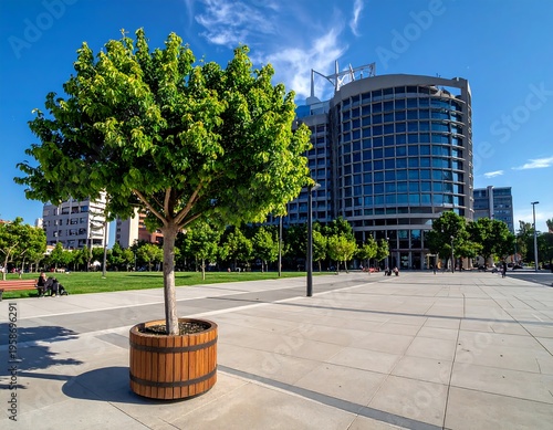Tree in wood planter on tiled plaza, city park with office tower behind under blue sky