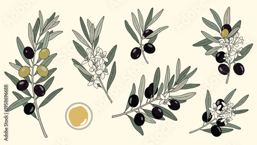 Elegant set of olive branches featuring ripe fruits, delicate flowers, and a small bowl of golden olive oil for Mediterranean themes.
