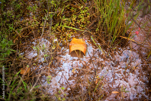 Close‑up of plastic debris scattered among wet grass and soil, highlighting environmental pollution, human impact on nature, and the contrast between natural textures and artificial waste.