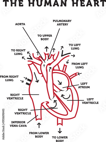 A clean and professional vector illustration of the human heart. This design combines anatomical accuracy with a modern, minimalist aesthetic, featuring the aorta, pulmonary arteries, and chamberrint