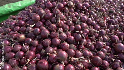 Combined Panning and Tilt-Up Shot of Tractor Trailer Full of Red Onions. A slow-motion shot starting from a close-up of harvested red onions and moving up to reveal the entire tractor trailer filled.