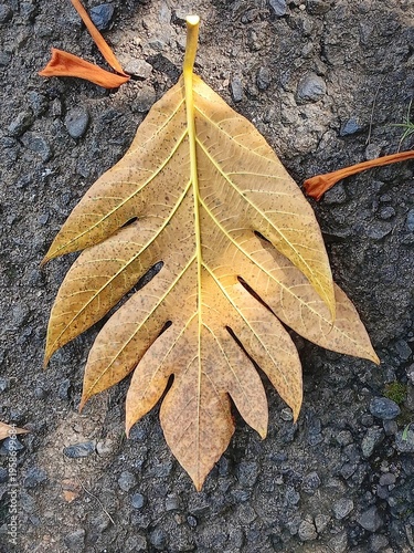 Dry tropical leaf on rough asphalt texture background.
